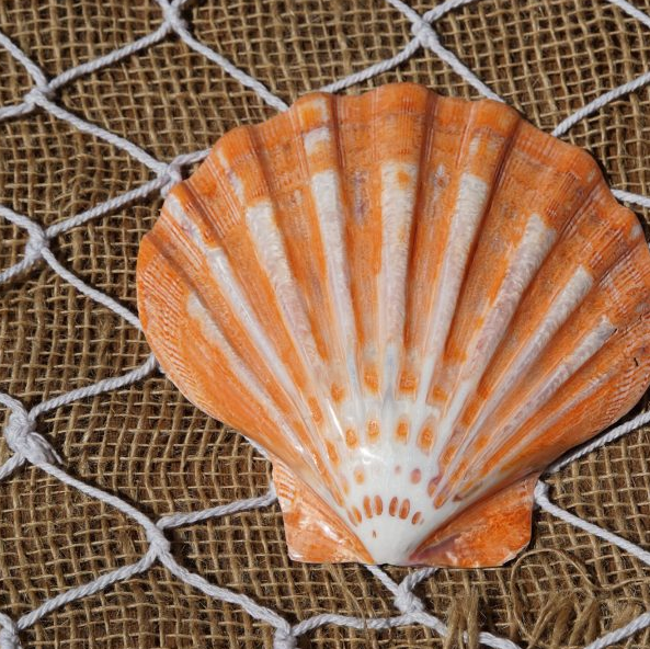 Shell Paradise - Wholesale Bulk Seashells & Shell Jewellery Aust | 39 Smith Cross Rd, Devereux Creek QLD 4753, Australia | Phone: 0424 566 273