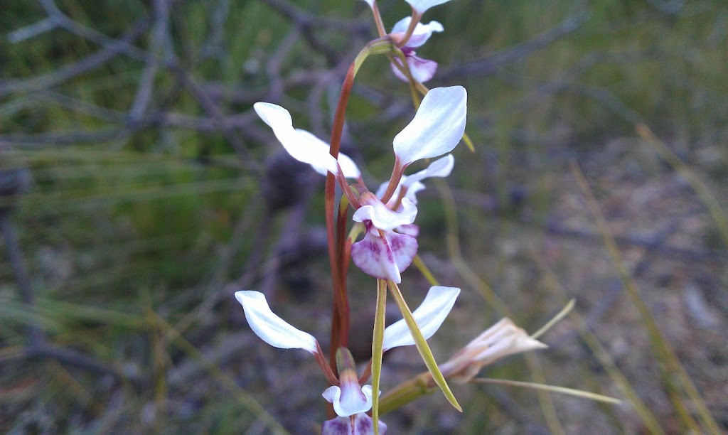 Bangalow Bushland Management | 22 Winani Rd, Erina NSW 2250, Australia | Phone: 0401 648 821