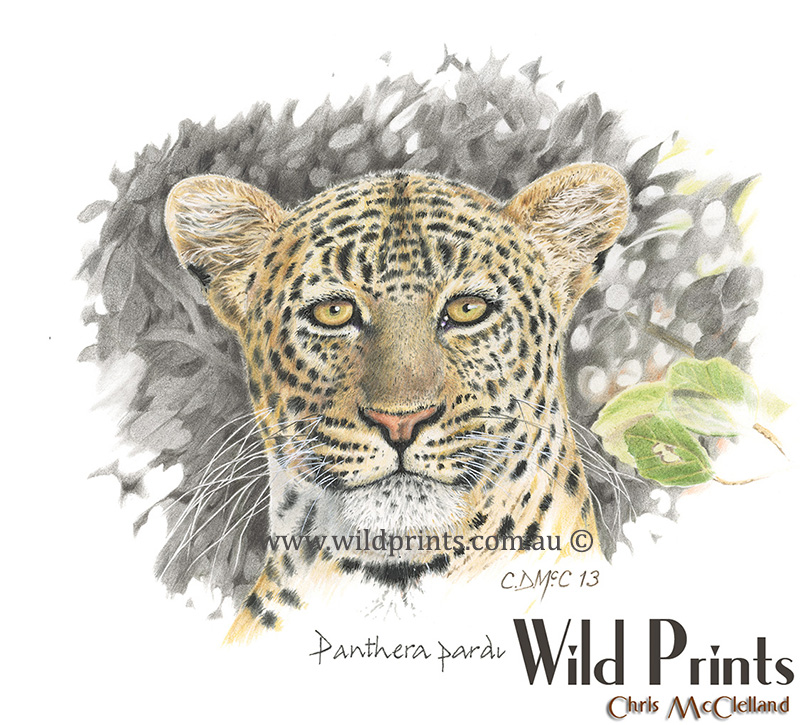 Wild Prints | 84 Lachlan St, Hay NSW 2711, Australia | Phone: (02) 6993 4264