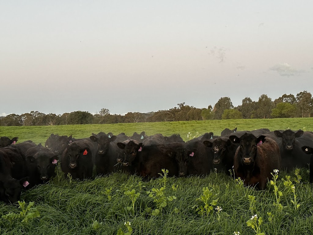 Clear Creek Pastoral Co Pty Ltd | Clear Creek, 913 Clear Creek Rd, Byawatha VIC 3678, Australia | Phone: 0459 036 365
