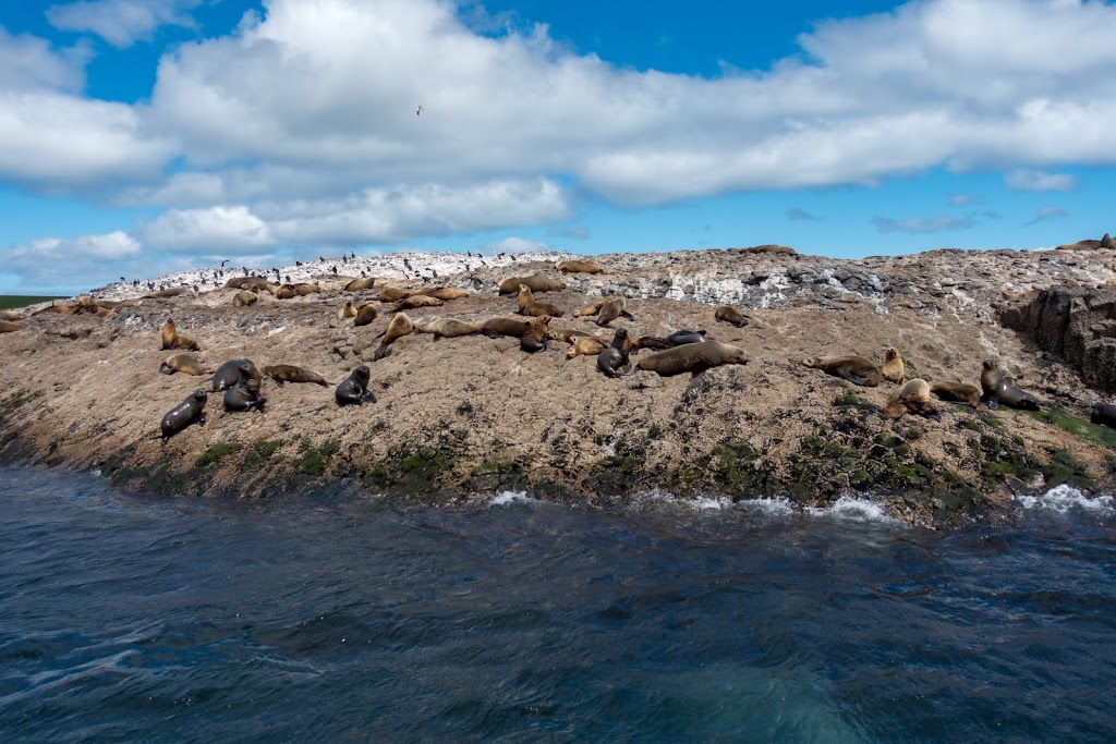 Stanley Seal Cruises | travel agency | 6 Wharf Rd, Stanley TAS 7331, Australia | 0364581294 OR +61 3 6458 1294