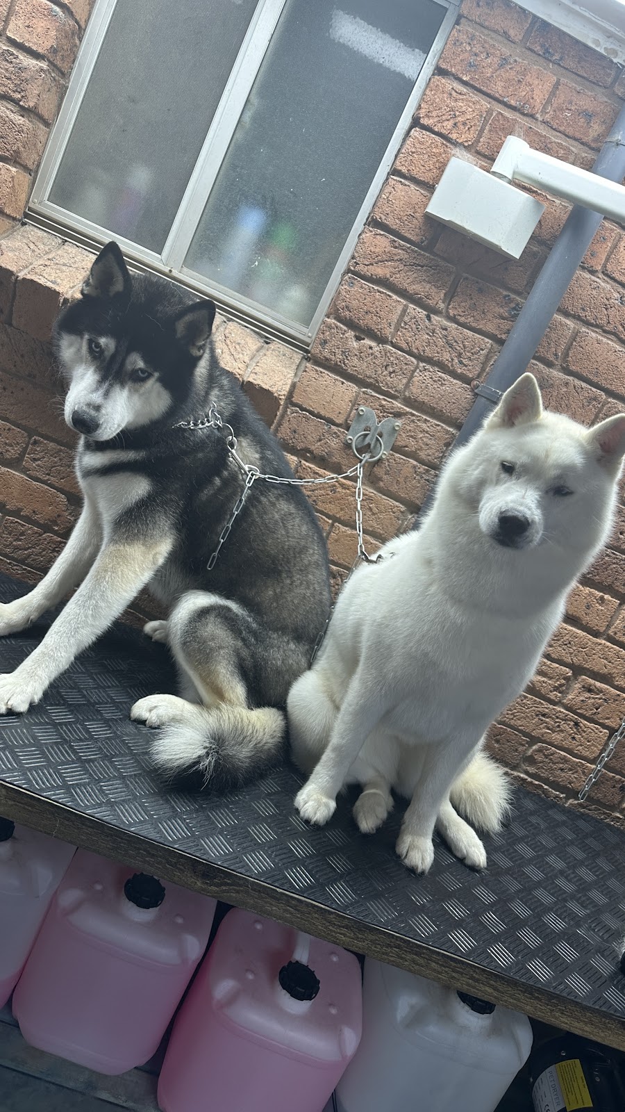 AT HOME DOG SPA | 36 Cambalan St, Bargo NSW 2574, Australia | Phone: 0418 432 683