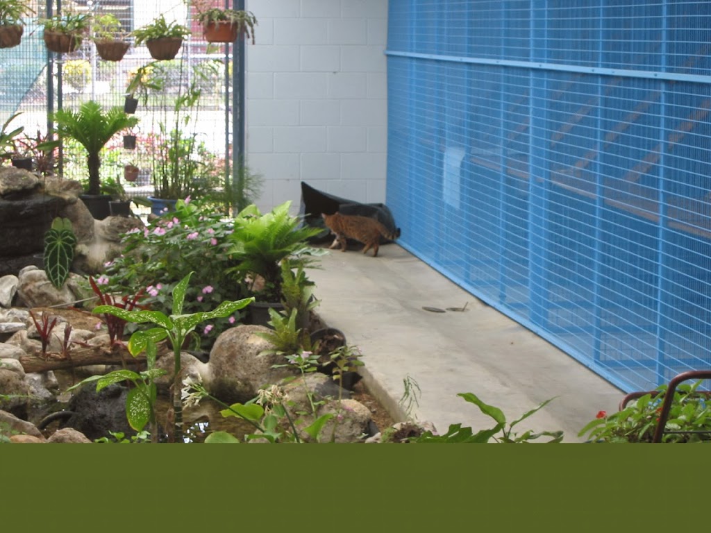 Cairns Cat Oasis Resort | 167 Mccoombe St, Bungalow QLD 4870, Australia | Phone: (07) 4054 1041