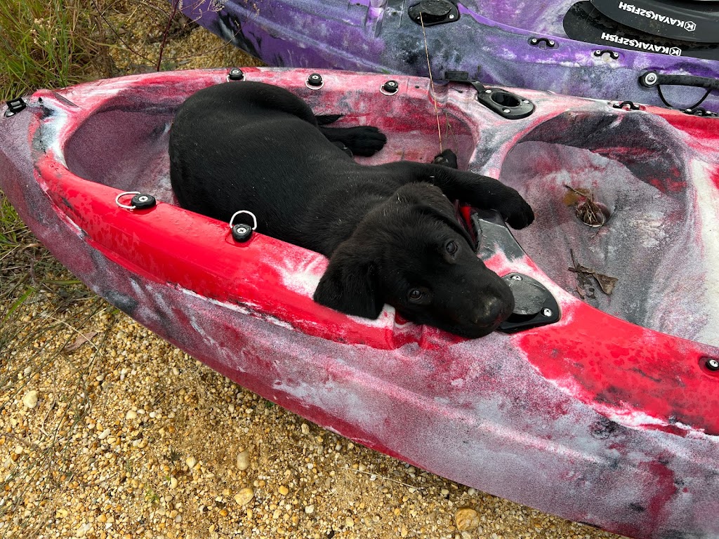 Haleana Labradors | Belubula Way, Canowindra NSW 2804, Australia | Phone: 0433 636 285