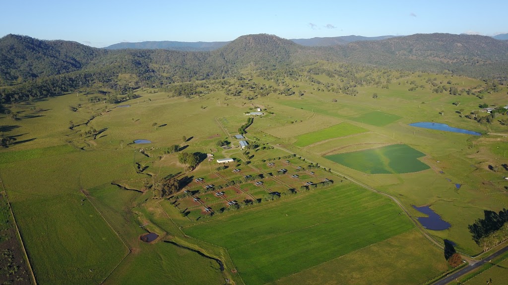 Christmas Creek Thoroughbreds |  | 847 Christmas Creek Rd, Christmas Creek QLD 4285, Australia | 0448206448 OR +61 448 206 448