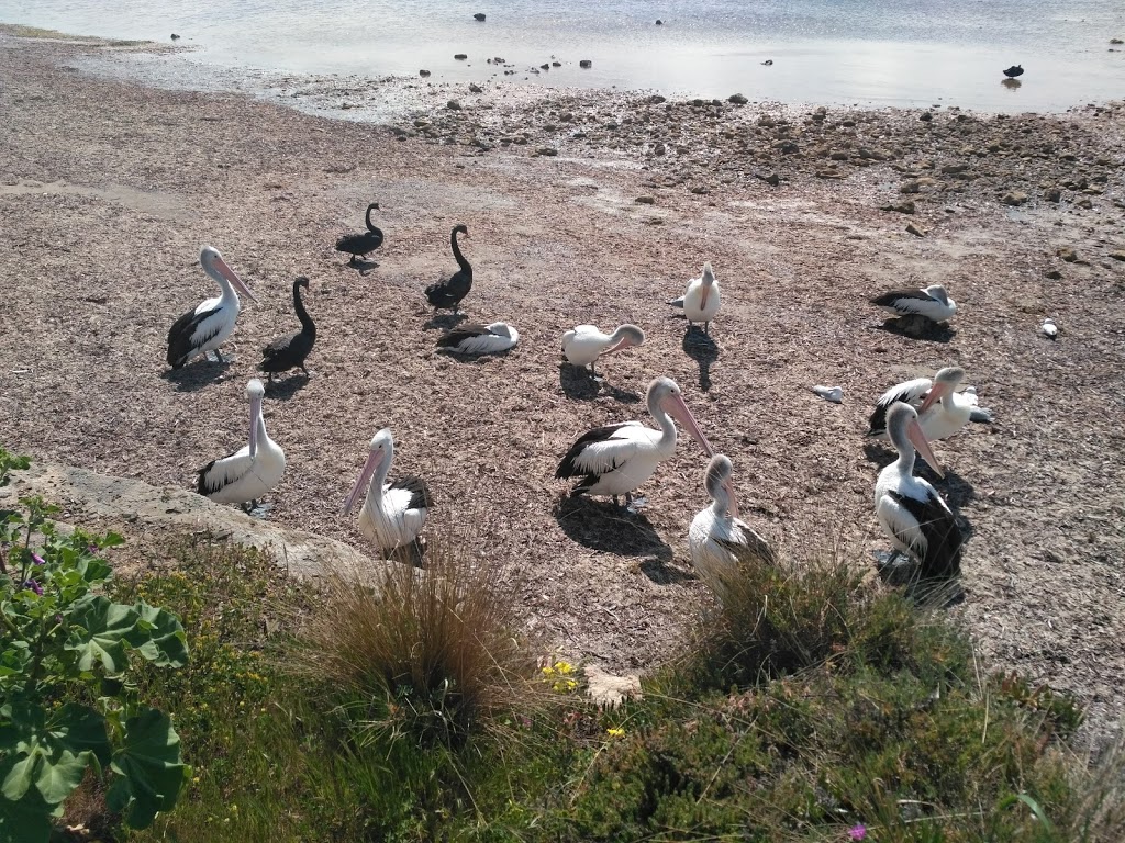 Kingscote Beach | Kingscote SA 5223, Australia