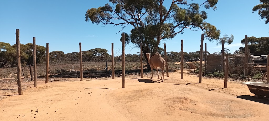 Coolgardie Camel Farm | 24RG+WP, Coolgardie WA 6429, Australia | Phone: (08) 9026 6159