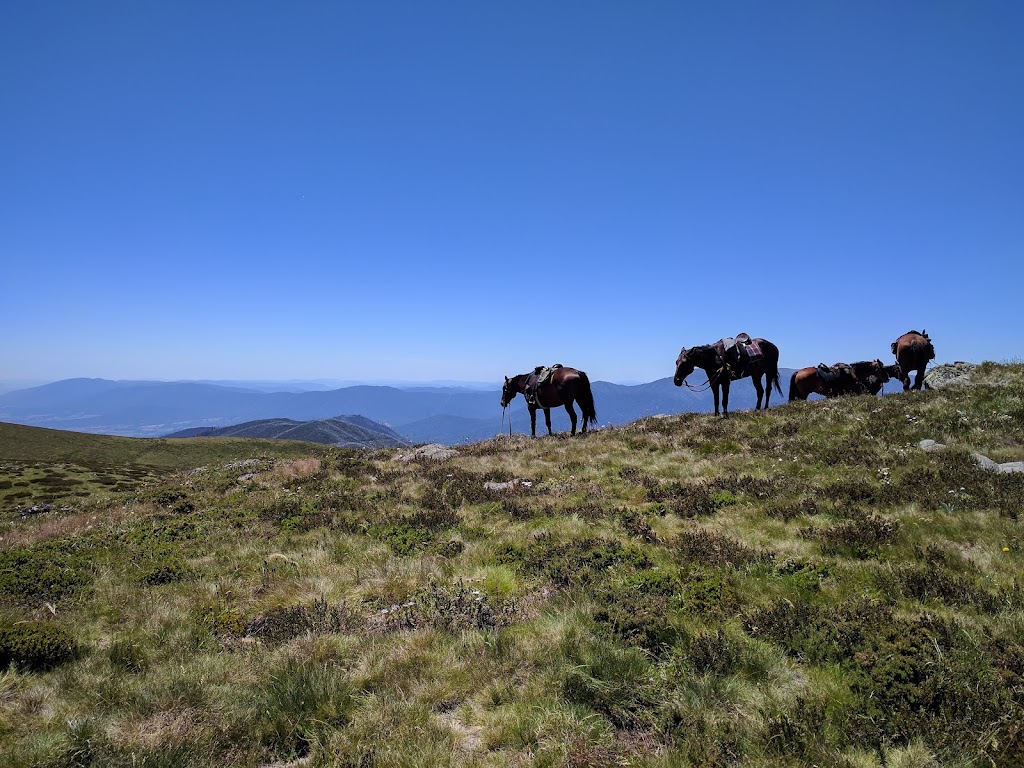 Snowy Range Horseback Tours | travel agency | Kelly Hut Track, Tamboritha VIC 3858, Australia | 0428321905 OR +61 428 321 905