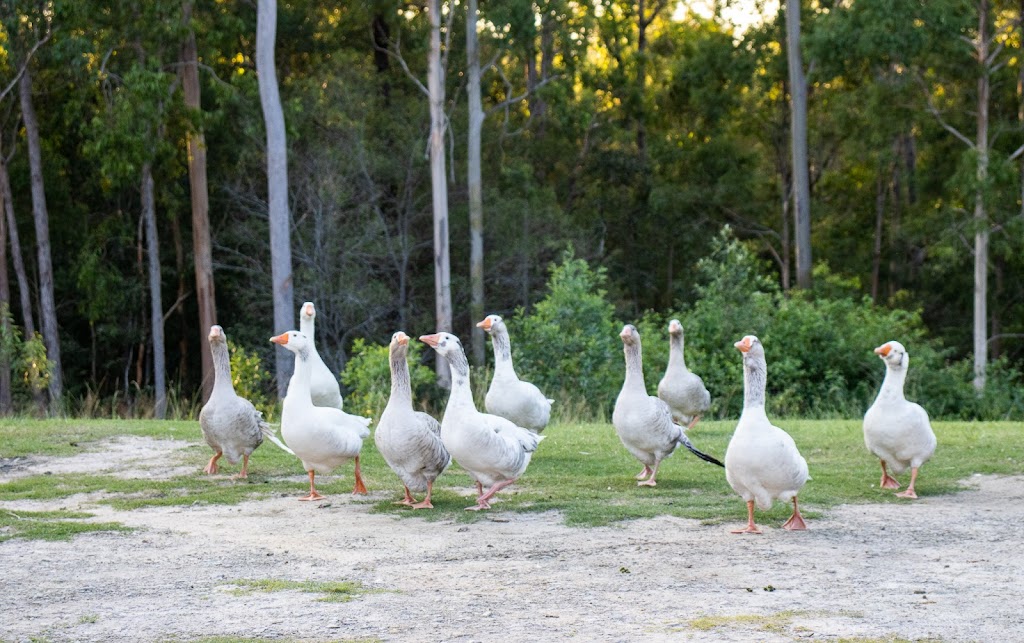 The Big Red Barn | 310 Sheehans Ln, Gulmarrad NSW 2463, Australia | Phone: 0466 984 178