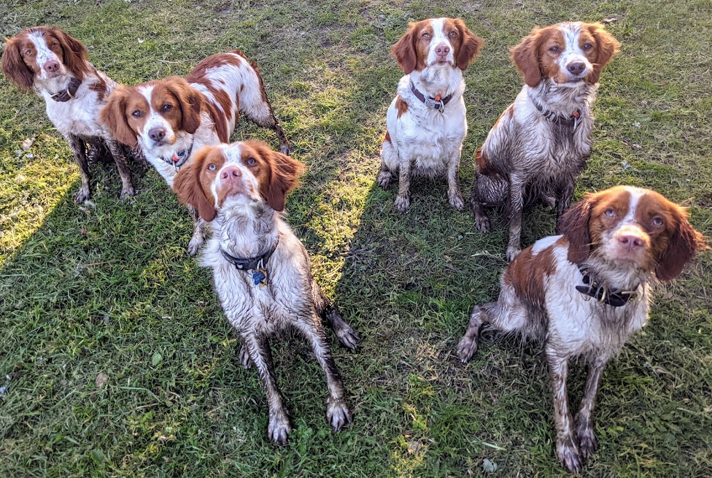 Marlee Country Kennels | 4814 Jalbarragup Rd, Kalgup WA 6280, Australia | Phone: (08) 9753 1351