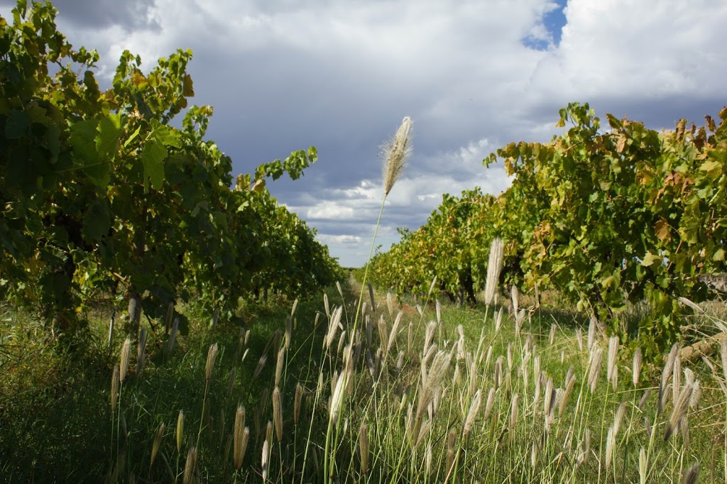 Robinvale Organic Wines | 243 Robinvale-Sea Lake Rd, Robinvale VIC 3549, Australia | Phone: (03) 5026 3955