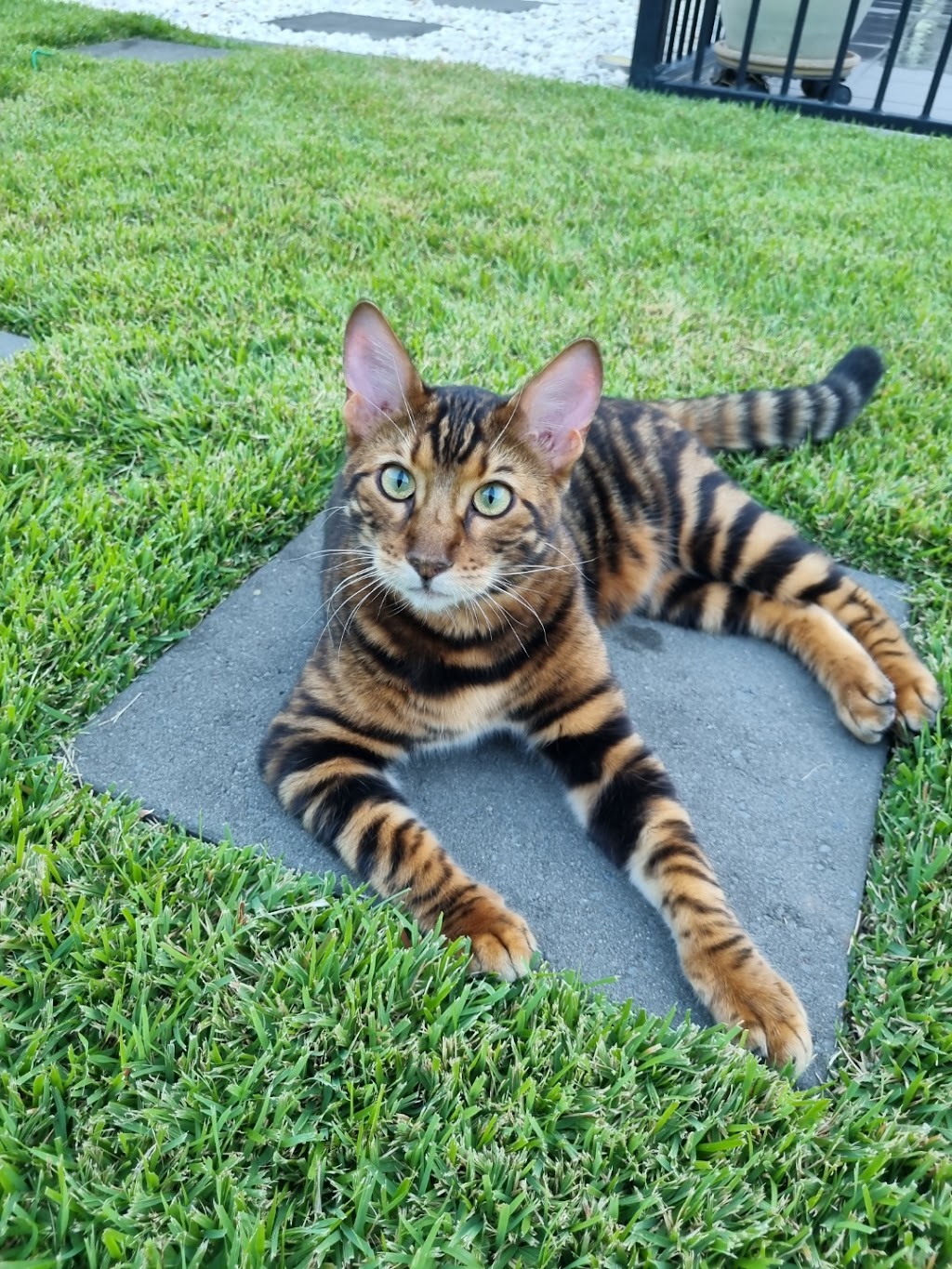 Cat Max Clear Net Enclosures | 11 Sandalwood Dr, Lammermoor QLD 4703, Australia | Phone: 1300 306 605