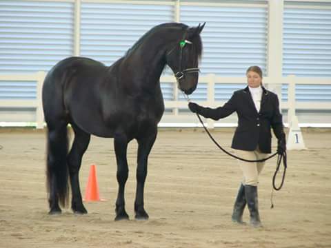 Anakin Friesian Sport Horse Stud | 32-36 Flagstone Ct, South MacLean QLD 4280, Australia | Phone: 0423 427 656
