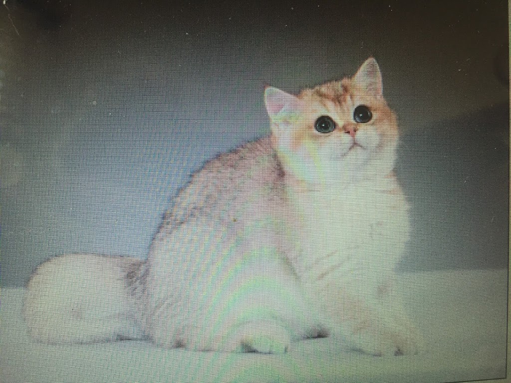 Salah British Shorthair Cattery | 15 Miles Rd, Bunyip VIC 3815, Australia | Phone: 0407 044 901