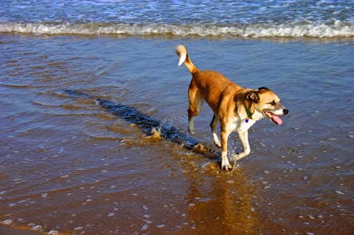 Beach Combing Dogs |  | 2 Haydn Ct, Aireys Inlet VIC 3231, Australia | 0417548493 OR +61 417 548 493