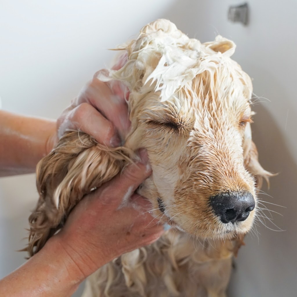Bubbly Paws Dog Grooming |  | 44 Mindarie Dr, Quinns Rocks WA 6030, Australia | 0414436349 OR +61 414 436 349