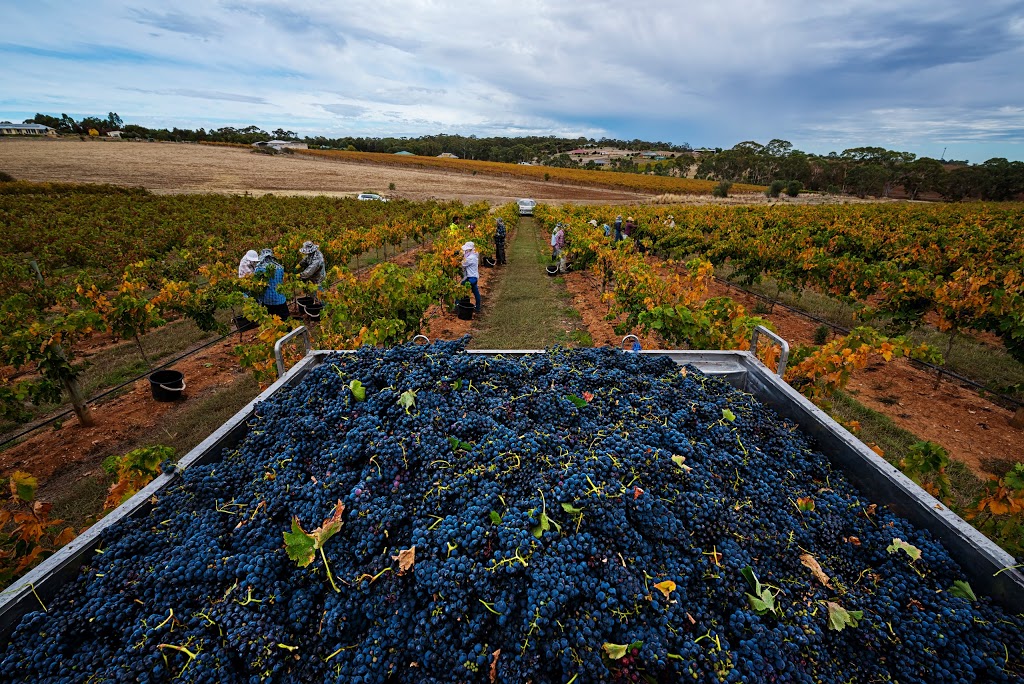 Burge Barossa - Vineyard Services | 10 Lilly Farm Rd, Tanunda SA 5352, Australia | Phone: (08) 8563 7500