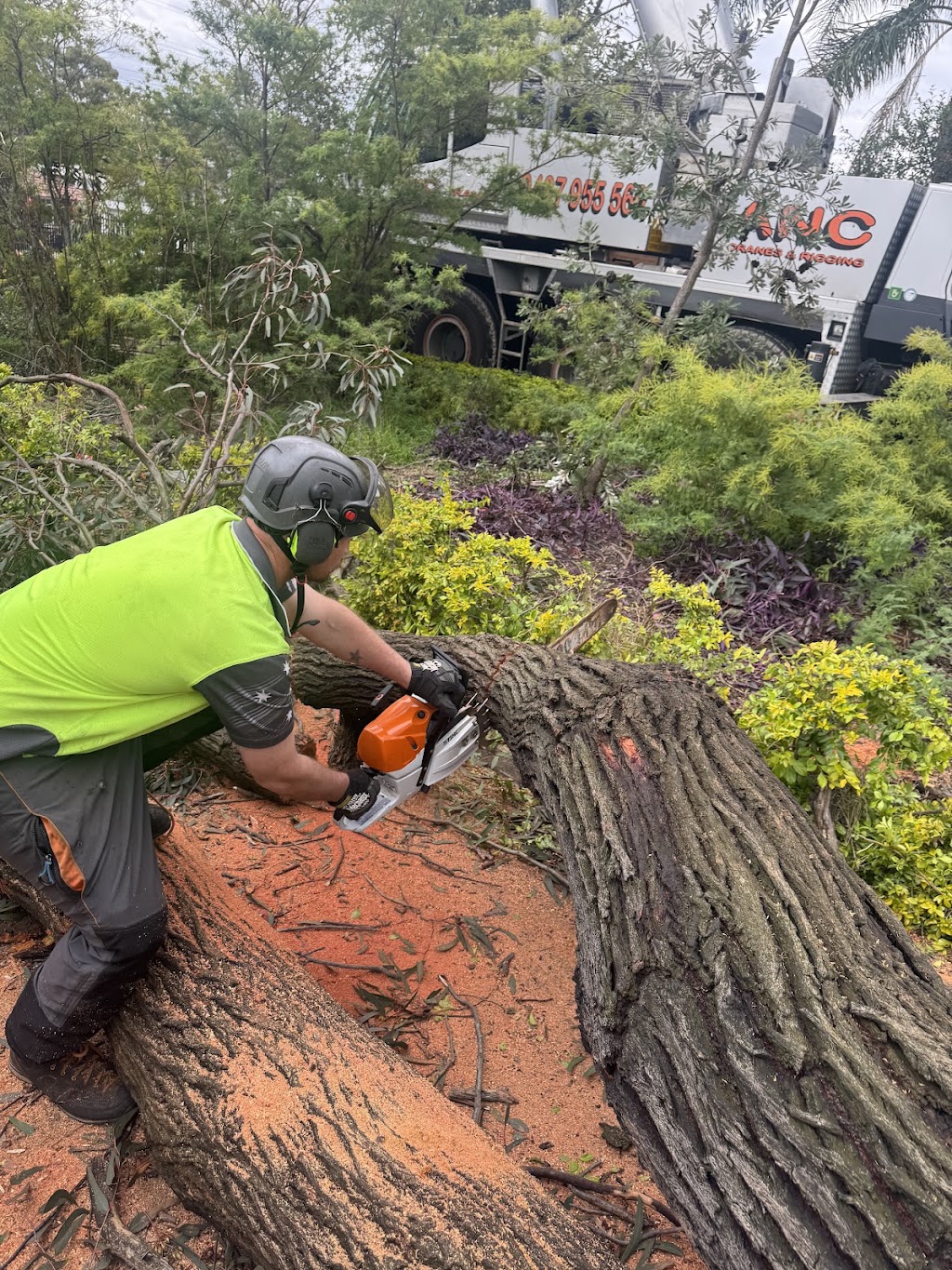 Above All Tree Services | 67 Achilles Rd, Engadine NSW 2233, Australia | Phone: 0412 708 072