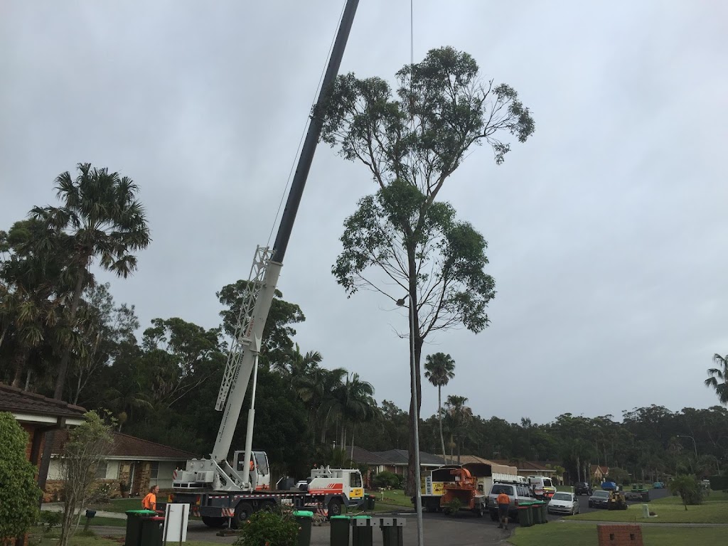 Ability Tree Service | 23 Wards Rd, Darawank NSW 2428, Australia | Phone: 0403 316 576