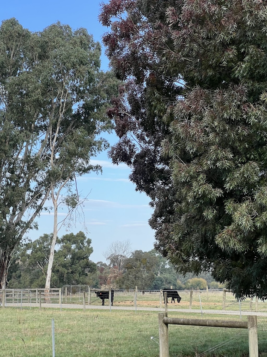Yangs farm | 308 Steels Creek Rd, Yarra Glen VIC 3775, Australia | Phone: 0420 469 979