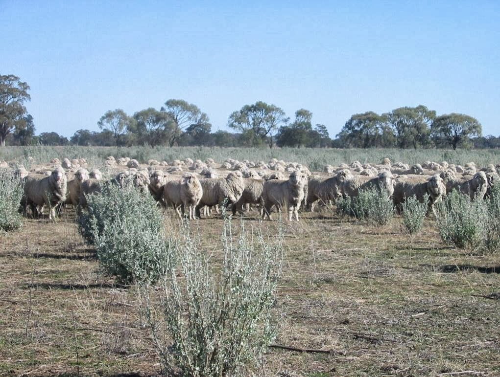 Grazing Management Systems PTY Ltd. | 690 Dandaloo St, Narromine NSW 2821, Australia | Phone: (02) 6889 4300