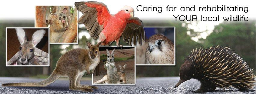 Mandurah Wildlife Rescue | 1400 Old Coast Rd, Dawesville WA 6211, Australia | Phone: (08) 9582 3938