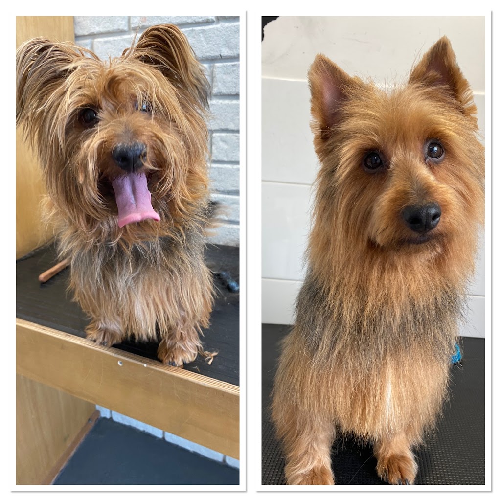 Nickys dog grooming | 7 Truro Ct, Yanchep WA 6035, Australia | Phone: 0438 539 174