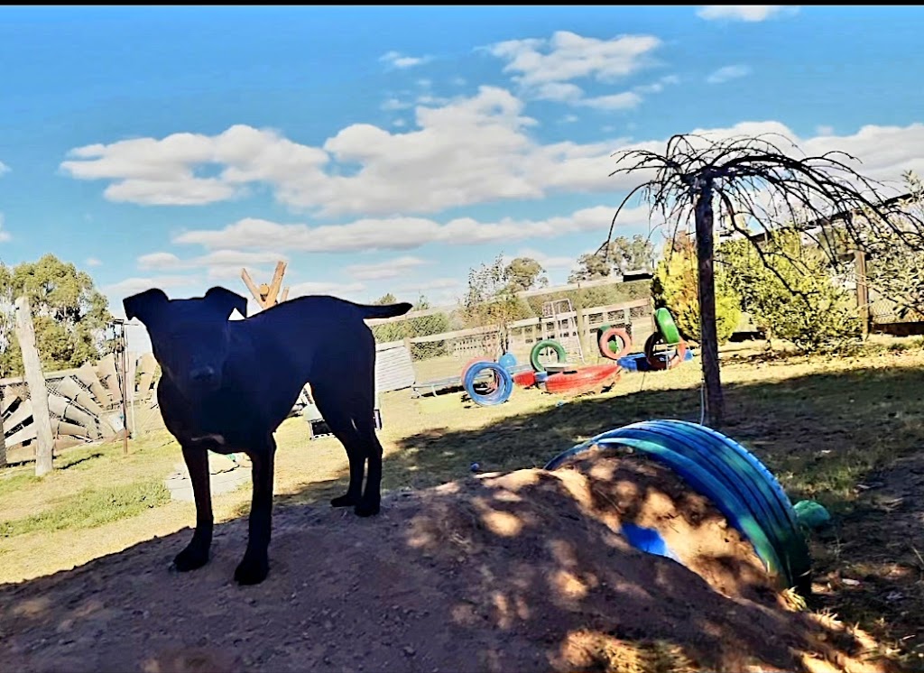 Castlemaine Doggy Daycare | 53 Faradale Dr, Faraday VIC 3451, Australia | Phone: 0436 326 274