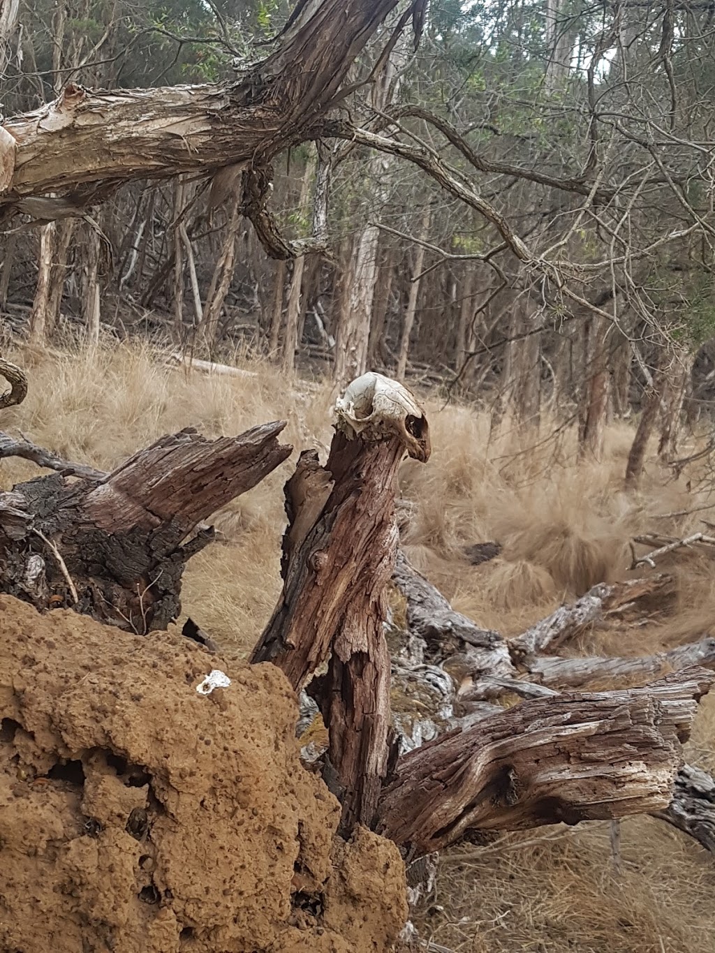 Oswin Roberts Reserve | zoo | Harbison Rd, Rhyll VIC 3923, Australia