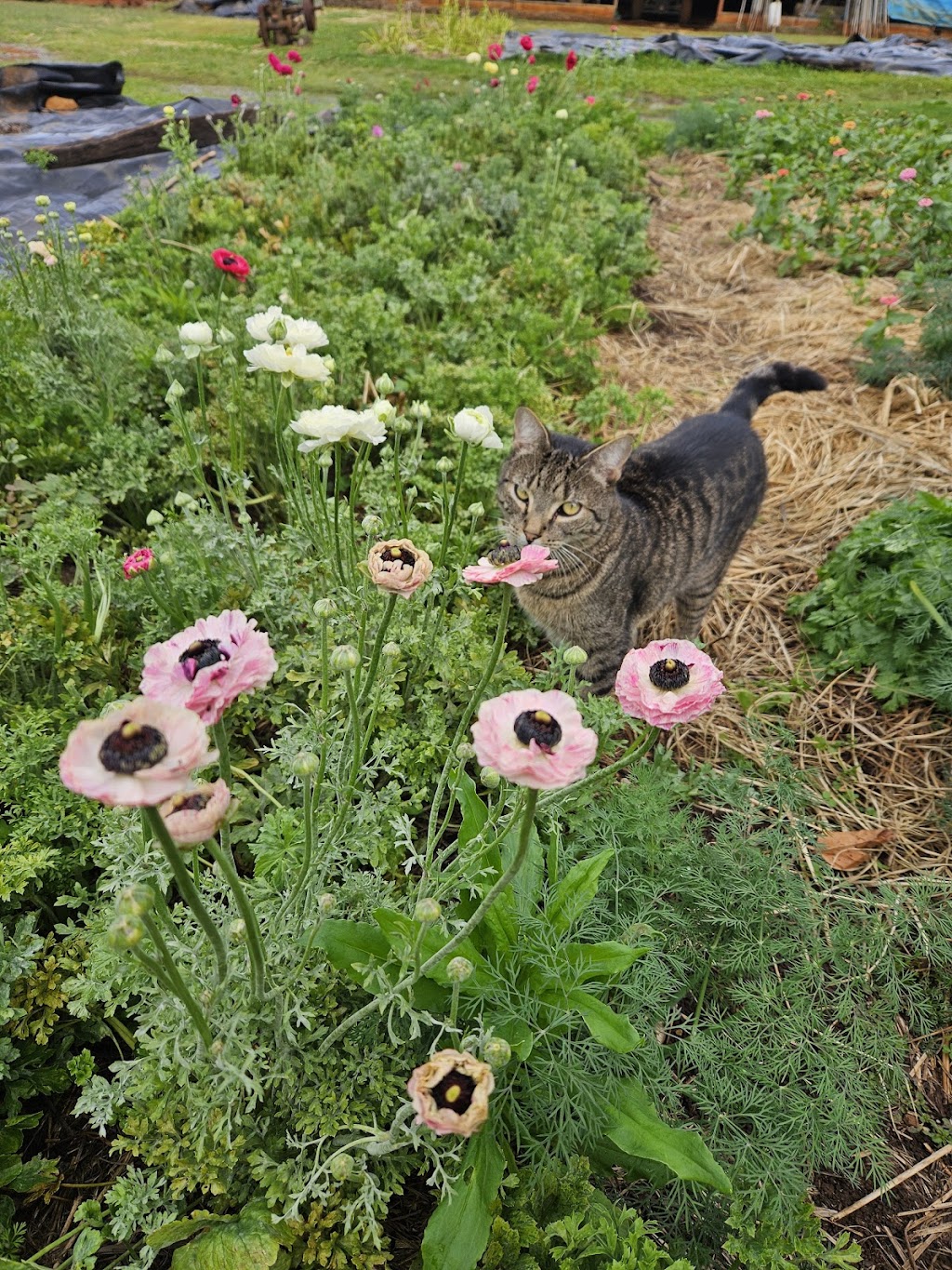 Pikt Roadside Stall | 263 Myocum Rd, Ewingsdale NSW 2481, Australia | Phone: 0478 544 106