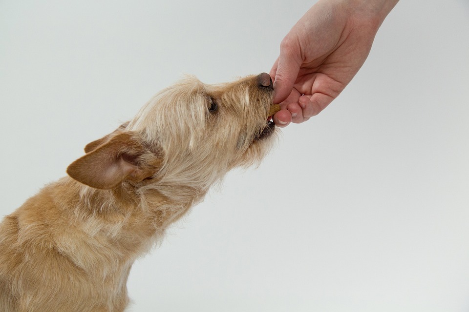 Boofs Pet Treats | 13 Holbert Cl, Tea Gardens NSW 2324, Australia | Phone: 0435 149 700