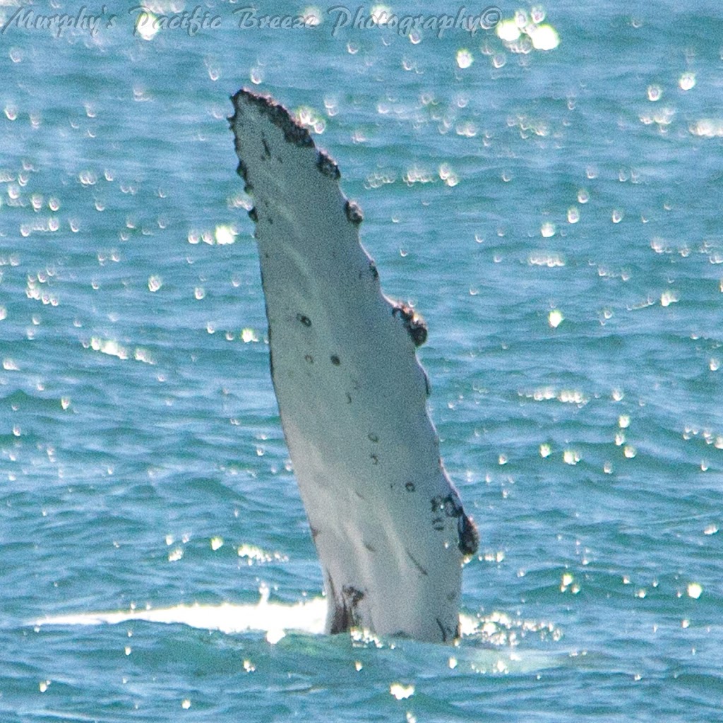 Bundaberg Whale Watching |  | Burnett Heads QLD 4670, Australia | 1800399942 OR +61 1800 399 942