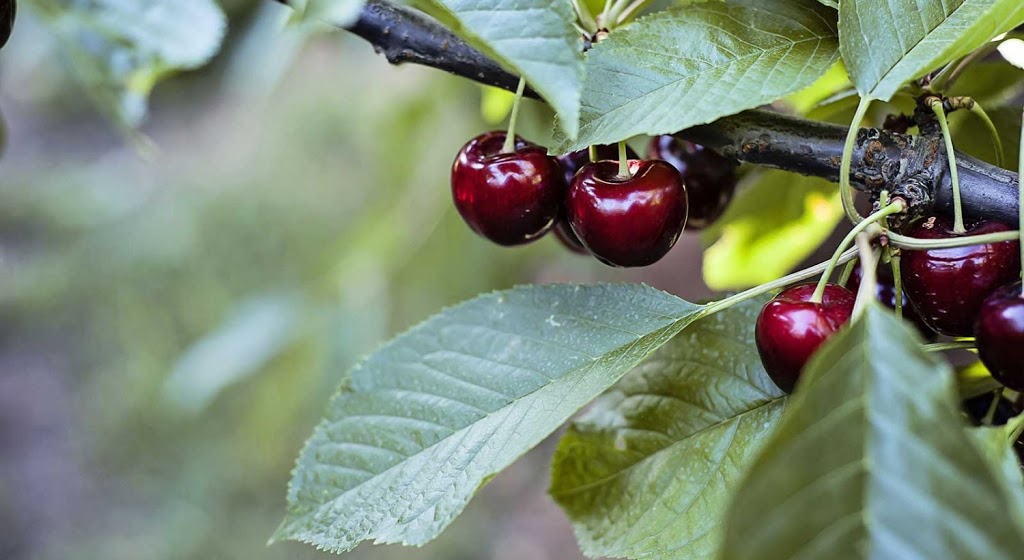 Koala Cherries Pty Ltd |  | 6547 Maroondah Hwy, Yarck VIC 3719, Australia | 0357734250 OR +61 3 5773 4250