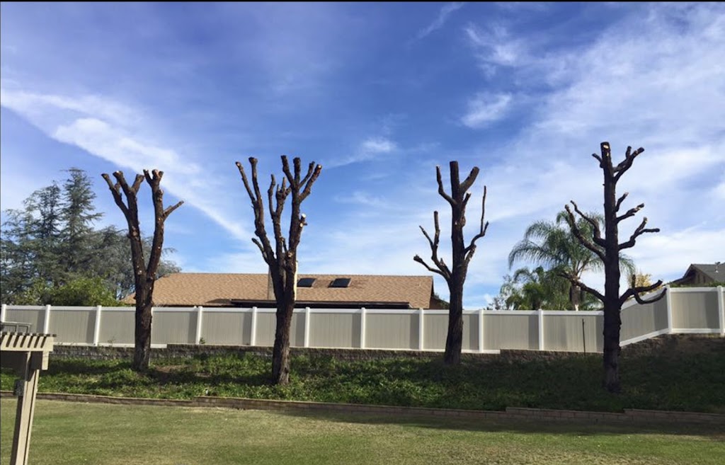 Tree Way Is The Right Way | 7 Southview Cres, New Norfolk TAS 7140, Australia | Phone: 0480 662 907