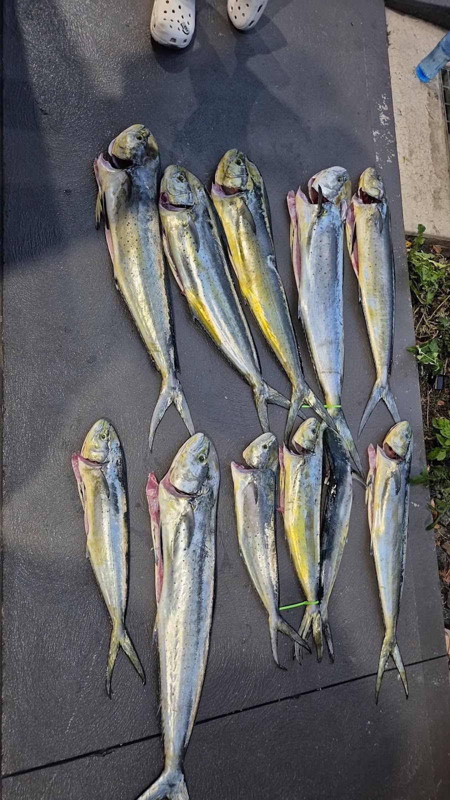 Sealord Fishing Charters | Sans Souci Park, Sans Souci NSW 2219, Australia | Phone: 0408 973 035