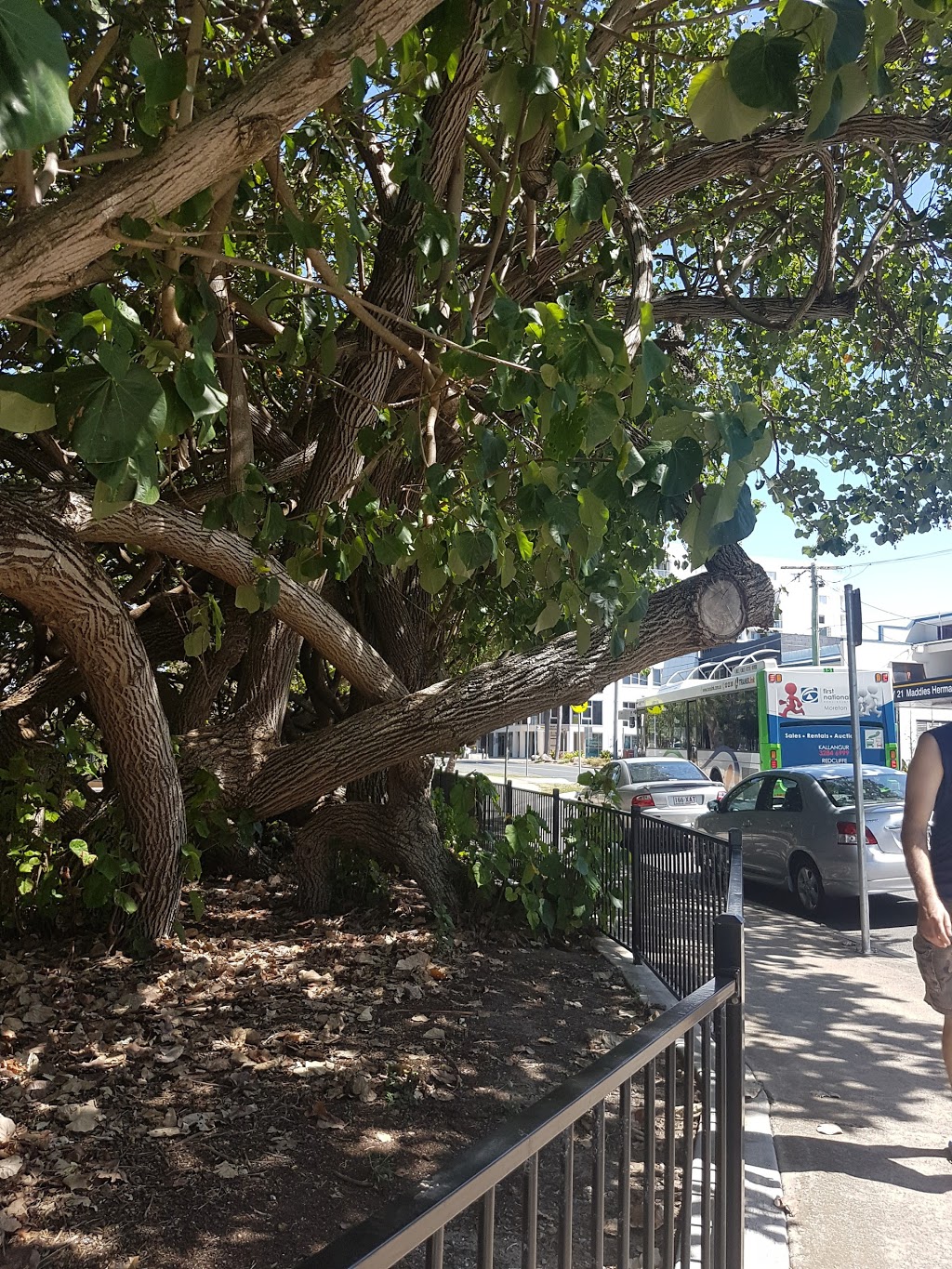 The Gollum Tree | Scarborough Rd, Redcliffe QLD 4020, Australia
