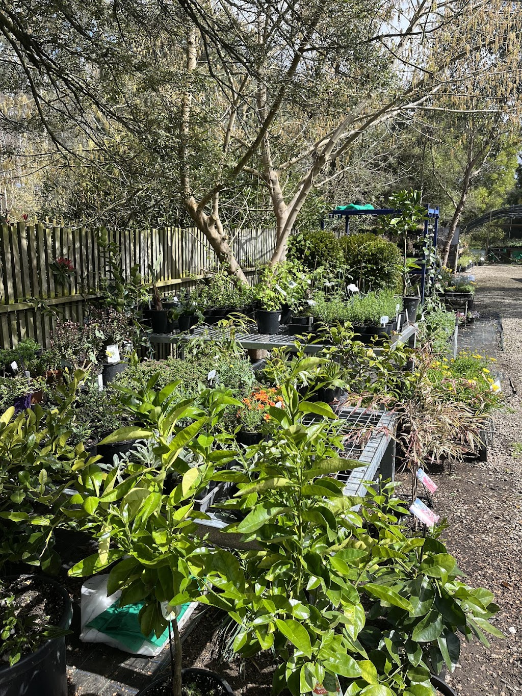 K valley plants | 15 Maxwell Rd, Kawarren VIC 3249, Australia | Phone: 0490 030 580
