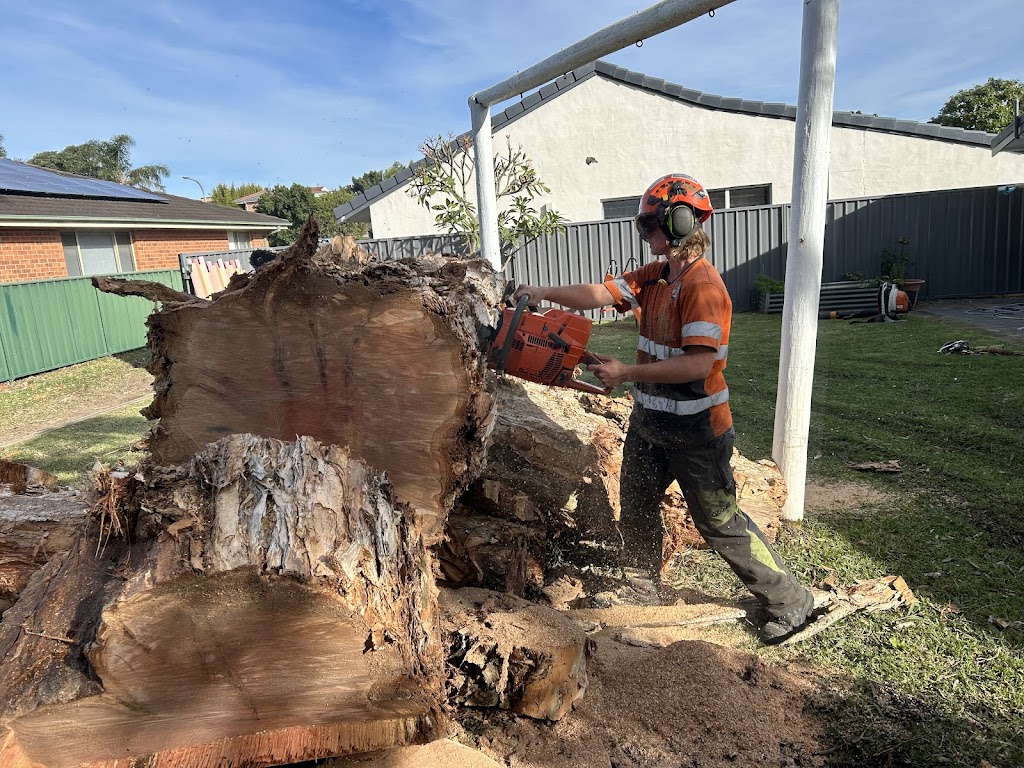 Daly Tree Contracting | 5 Jessie Rd, Anna Bay NSW 2316, Australia | Phone: 0482 476 534