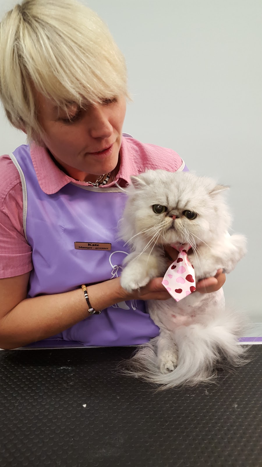 Kitten-Caboodle cat grooming salon | 50 Hewlett Cct, Florey ACT 2617, Australia | Phone: 0424 567 526