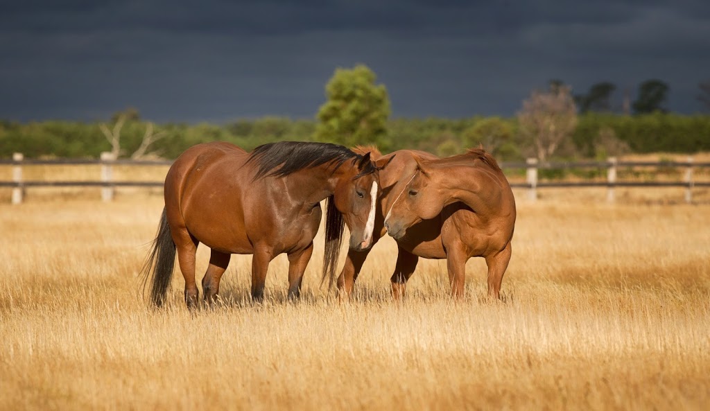 Horse Shepherd Equine Sanctuary |  | 160 Gascards Ln, Gordon VIC 3345, Australia | 0407937943 OR +61 407 937 943