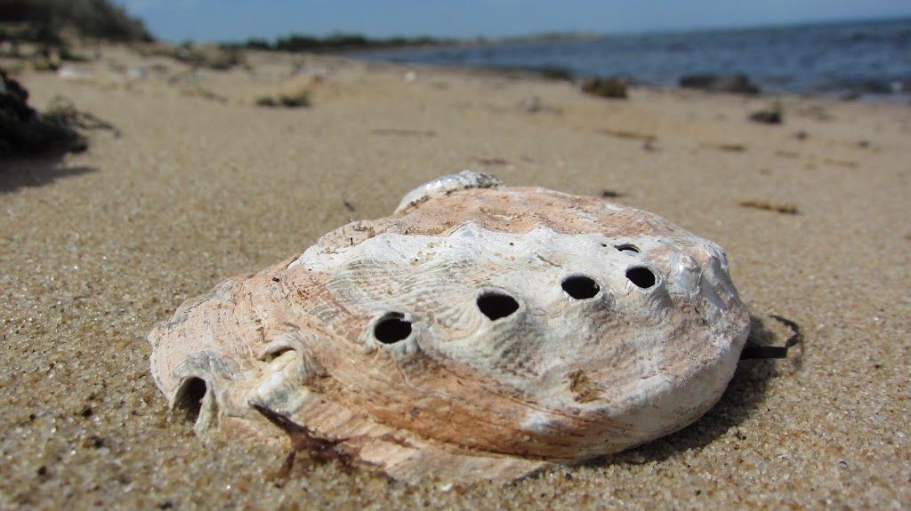 Jawbone Flora and Fauna Reserve | 29 Sandpiper Pl, Williamstown VIC 3016, Australia | Phone: 13 19 63