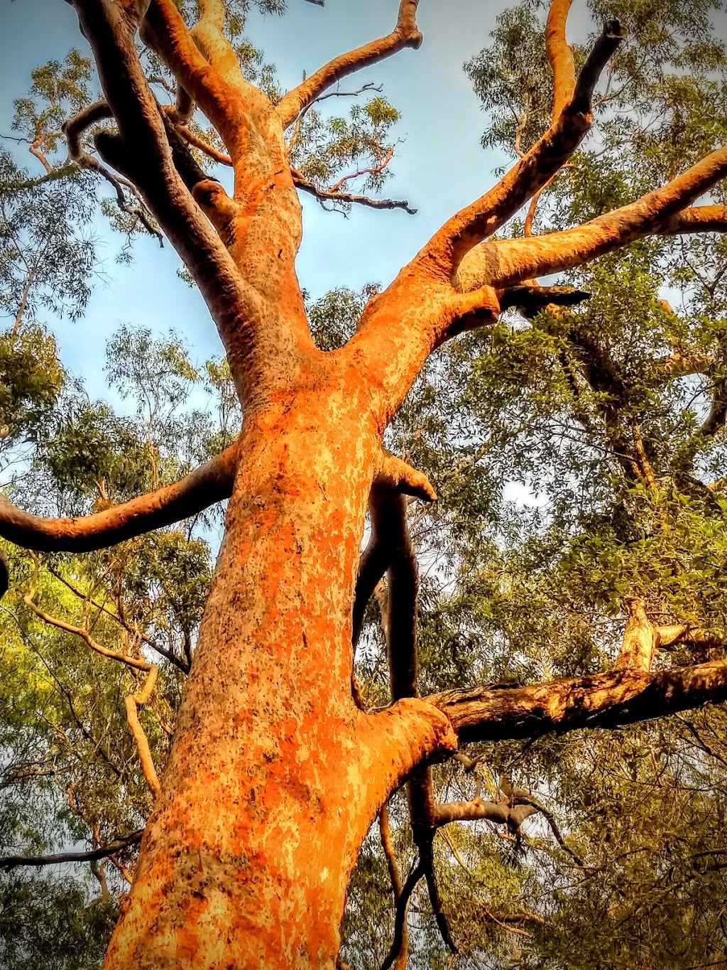 MS Consulting Arborist | Honeysuckle St, Umina Beach NSW 2257, Australia | Phone: 0403 391 147