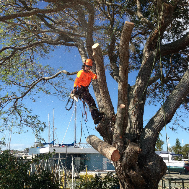 Colourful Tree Lopping & Stump Grinding | 44A Oyster Point Esplanade, Scarborough QLD 4020, Australia | Phone: 0418 988 966