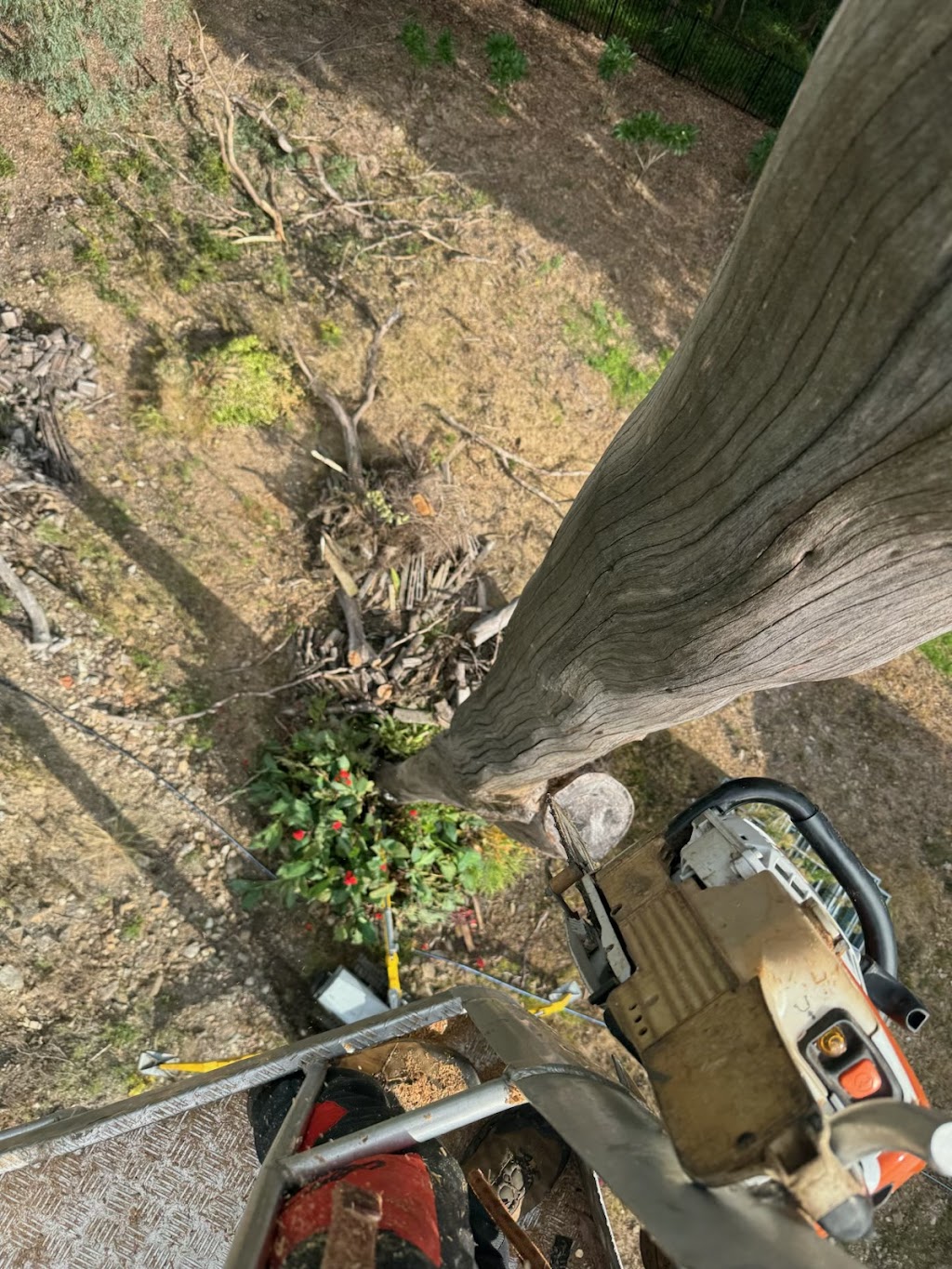 Dans Tree Services | 62 The Oval Dr, Mount Nathan QLD 4211, Australia | Phone: 0447 792 999