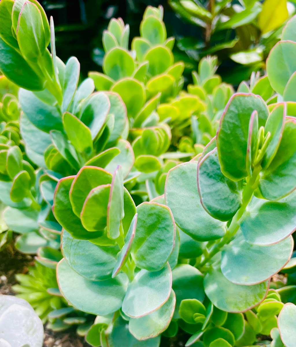 The Succulent Emporium Australia | 41 Lieutenant St, Jordan Springs NSW 2747, Australia | Phone: 0410 886 031