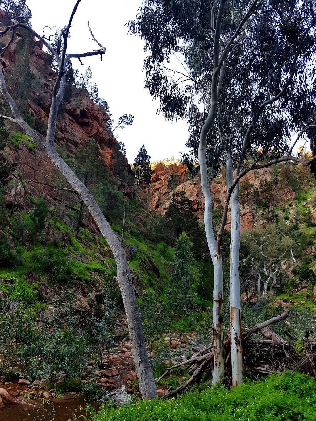 Telowie Gorge Conservation Park | Telowie SA 5540, Australia