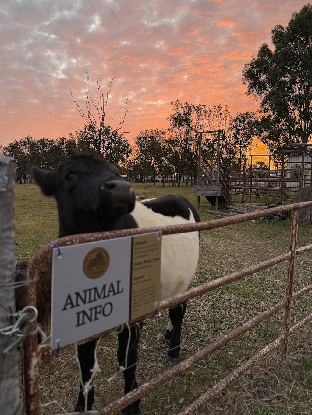 Yellow Rose Ranch | 14A Caleys Ct, Lockrose QLD 4342, Australia | Phone: 0492 857 810