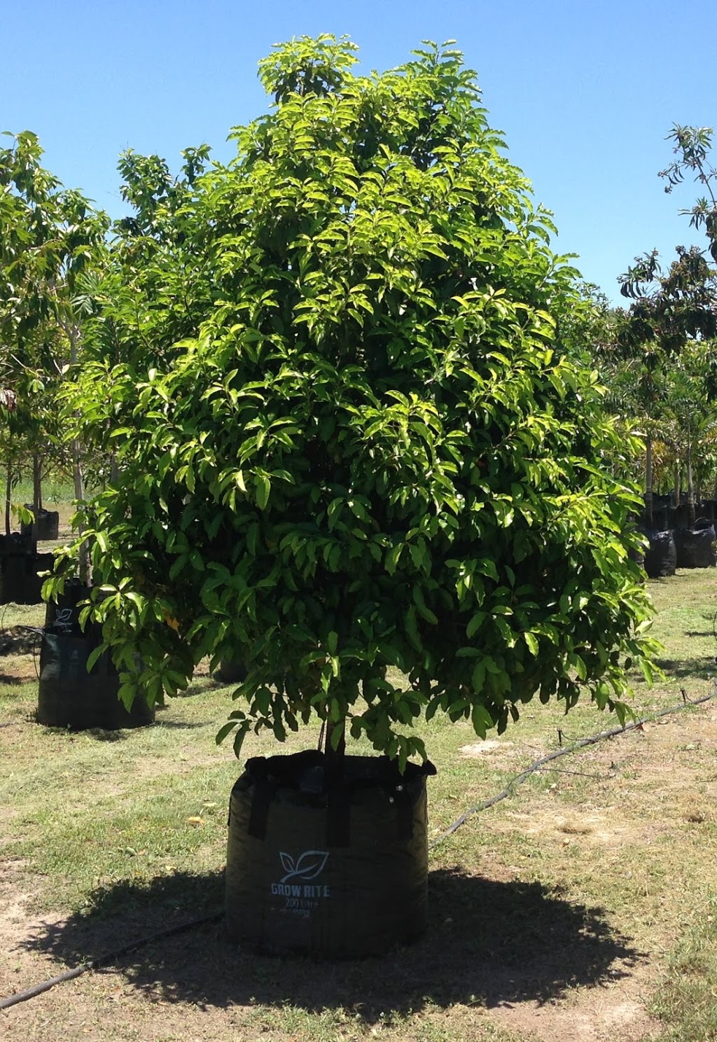 Mackay Plant Wholesalers |  | 656 Mackay Bucasia Rd, Rural View QLD 4740, Australia | 0749546779 OR +61 7 4954 6779