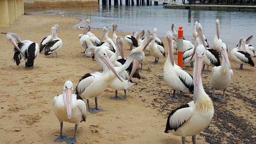 San Remo Pelican Feeding | 170 Marine Parade, San Remo VIC 3925, Australia | Phone: (03) 5678 5206