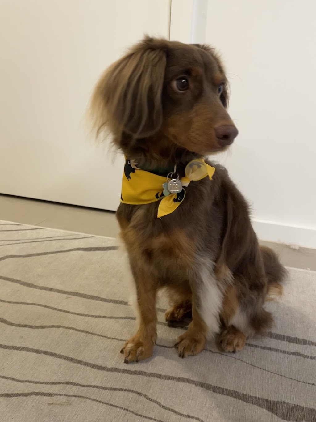 Petbarn Box Hill Terry Road | Homestead Box Hill, 4 Terry Rd, Box Hill NSW 2765, Australia | Phone: (02) 8616 0000